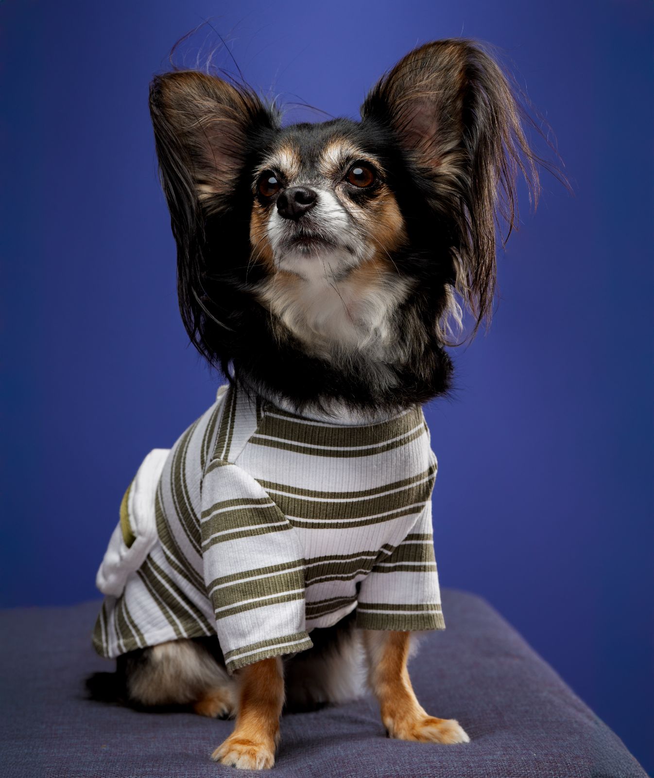 Chihuahua pet portrait in Quezon City